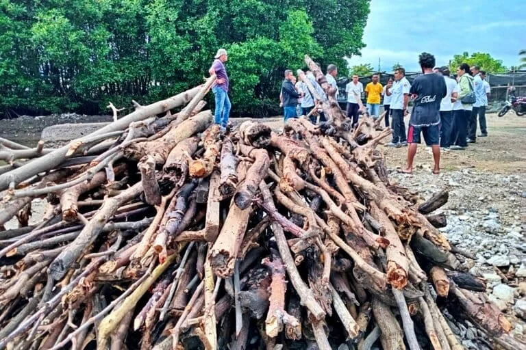 Environmental Crisis in Sikka as Mangrove Forests are Destroyed for Illegal Pond Conversion in Kota Uneng