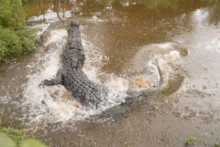 Escalating Human-Crocodile Conflicts in Indonesia Signal Ecological Crisis and Habitat Loss