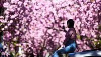 Hanami in Japan Becomes More Expensive as Inflation and Weak Yen Drive Up Picnic Costs