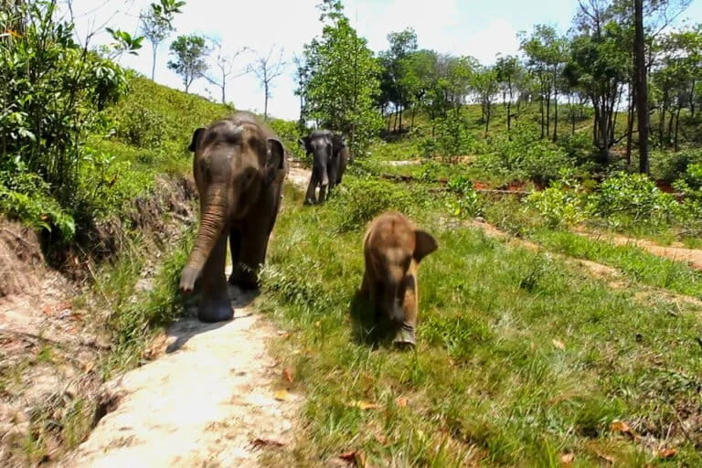 Investigation Deepens into the Death of Sumatran Elephant Ratna at R Zoo and Park as Authorities Probe Potential Management Failures