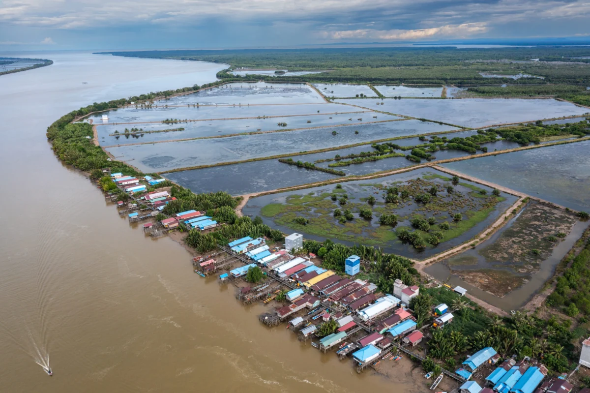Mangrove Conservation and Sustainable Aquaculture Initiatives Transform Coastal Economies in Berau Regency