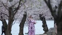 Potret Sakura Mekar di Washington, Kota Berubah Jadi Negeri Anime