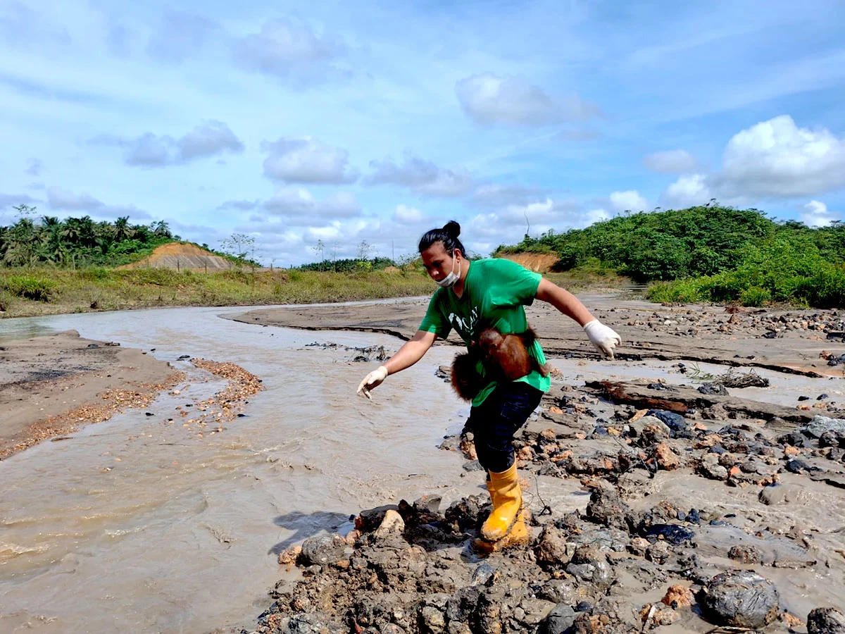 Rare Twin Orangutan Rescue in East Kalimantan Highlights Urgent Need for Habitat Connectivity and Wildlife Corridor Protection