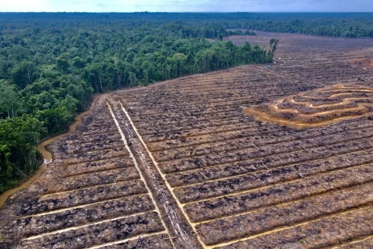 Religious Leaders and Environmental Advocates Raise Alarm Over Merauke Sugar Cane Project Citing Indigenous Displacement and Massive Carbon Emissions