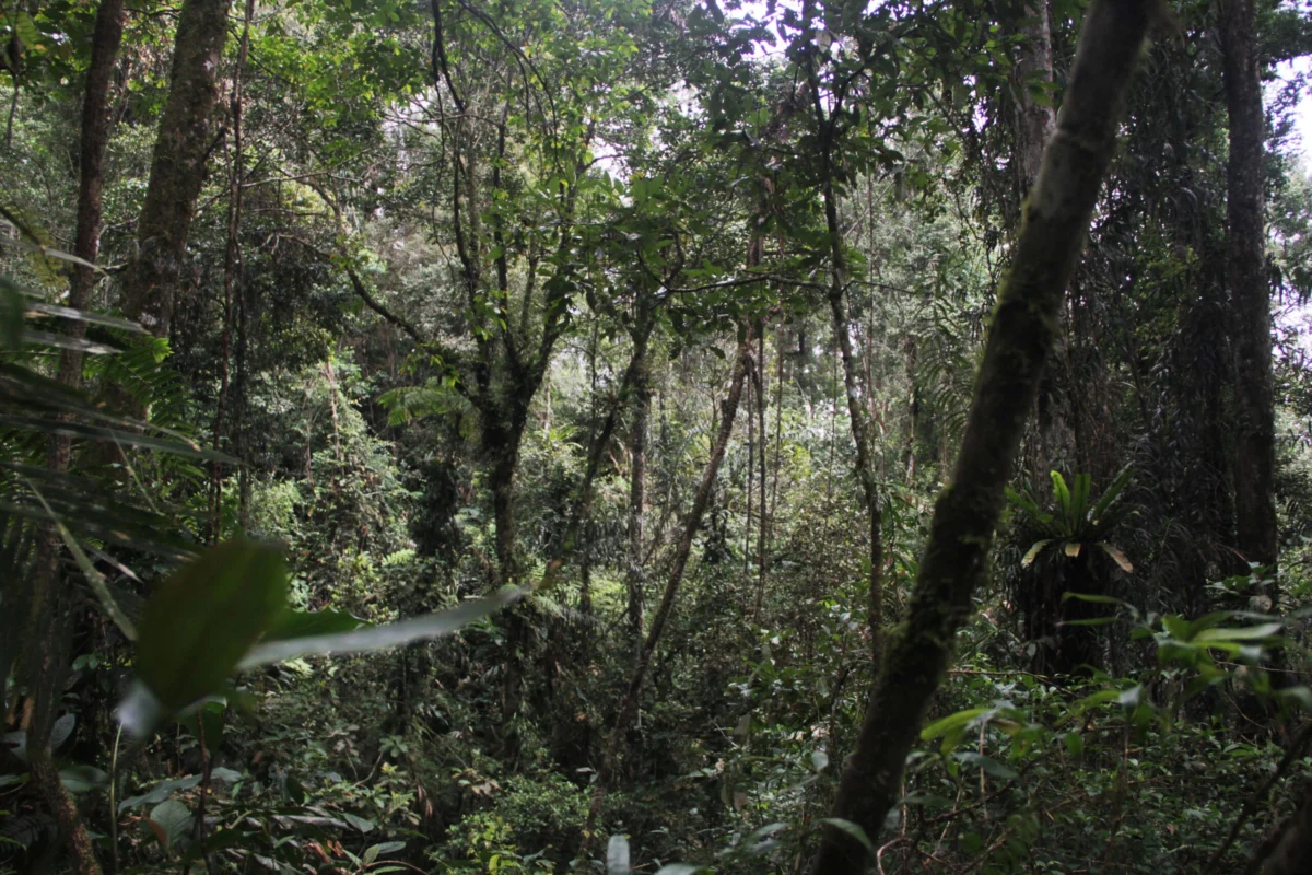 Resilience of the Endangered Javan Gibbon Dietary Stability Amidst Seasonal Shifts in Mount Halimun Salak National Park