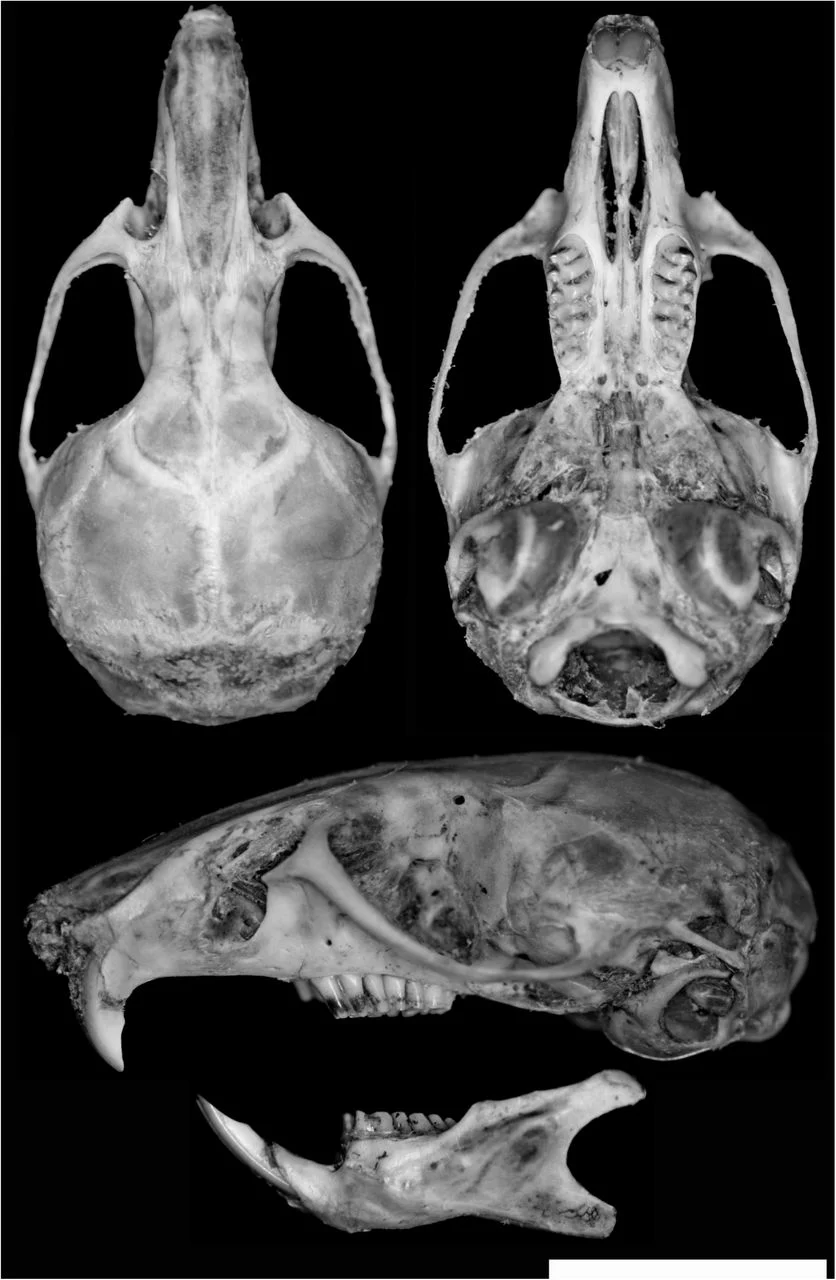 The Discovery of the World’s Highest-Dwelling Mammal on Andean Volcanoes and the Redefinition of Biological Limits