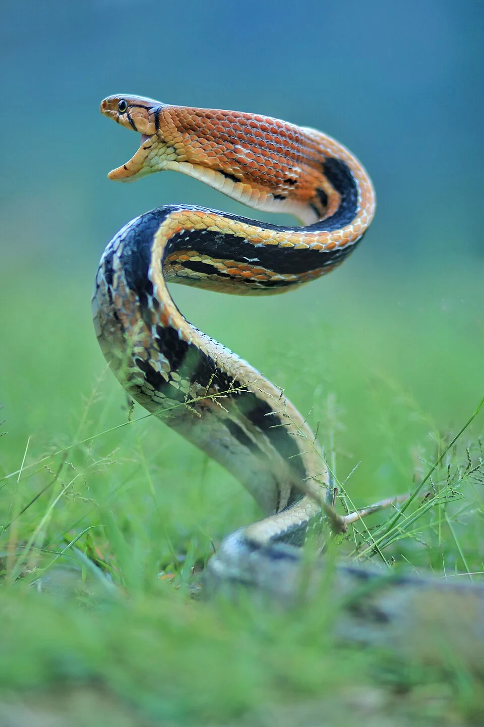 The Ecological Significance and Conservation of the Copper-headed Trinket Snake in Indonesian Agricultural Landscapes