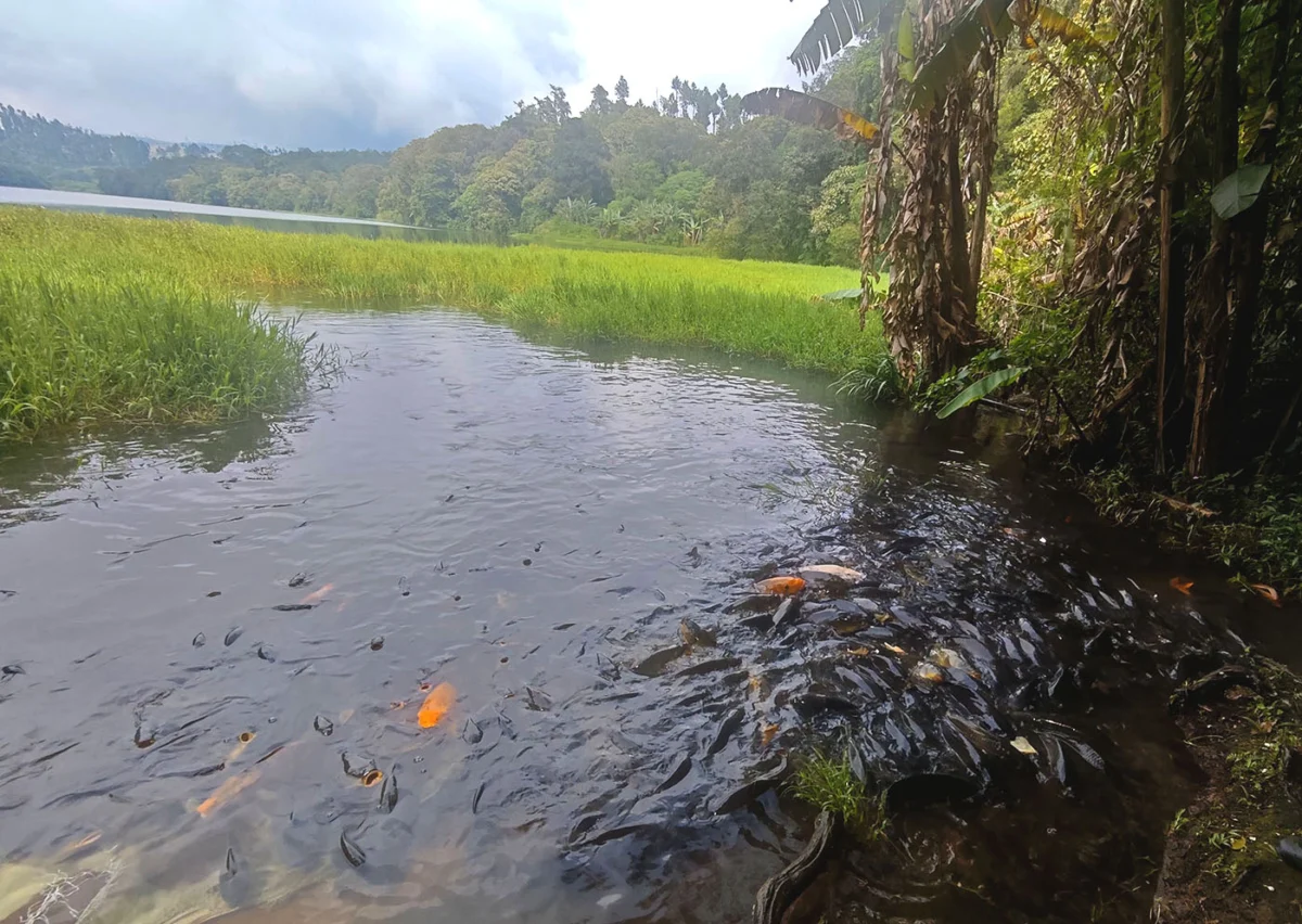 The Guardians of Telaga Ranjeng How Ancient Myths and Local Wisdom Preserve a High-Altitude Sanctuary in Central Java