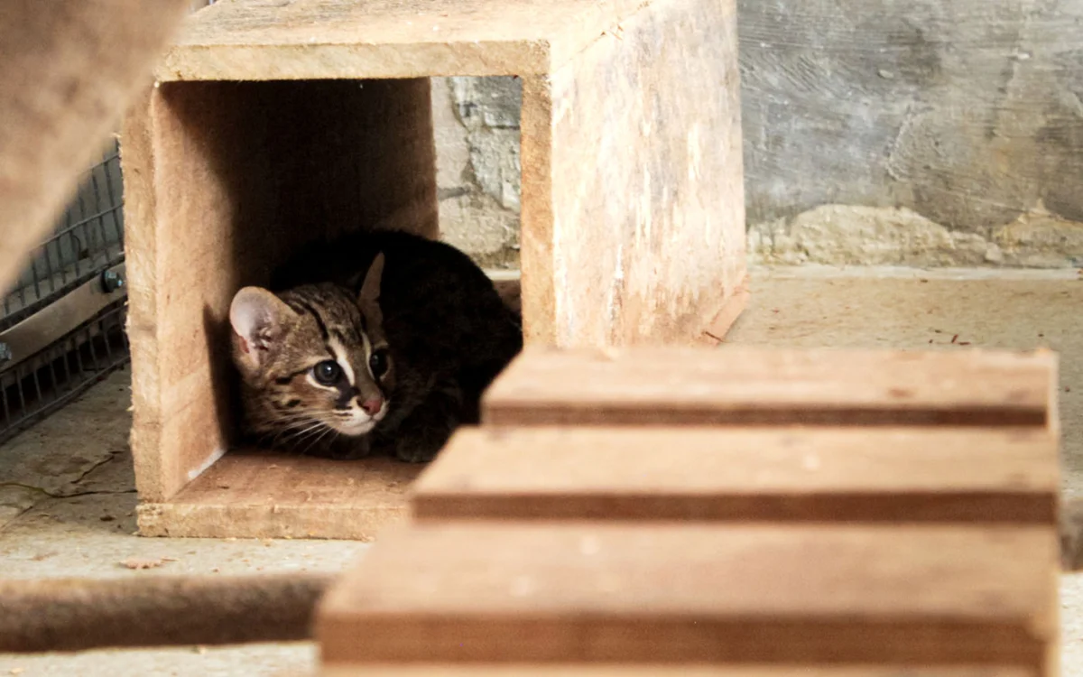 The Rescue and Release of Santi the Leopard Cat A Milestone in Bali Wildlife Conservation Efforts
