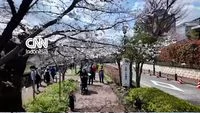 Tokyo Awakens Under a Pink Canopy as Sakura Season Ignites Hanami Traditions