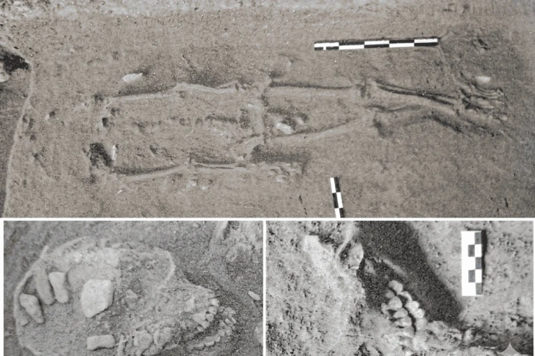 Unveiling the Prehistoric Secrets of the Meratus Mountains Archaeological Discoveries Reveal Millennia of Human Evolution in South Kalimantan