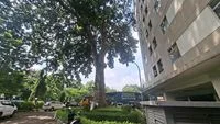 A 120-Year-Old Mahogani Tree in South Jakarta Stands as a Silent Witness to National Railway History and Urban Resilience