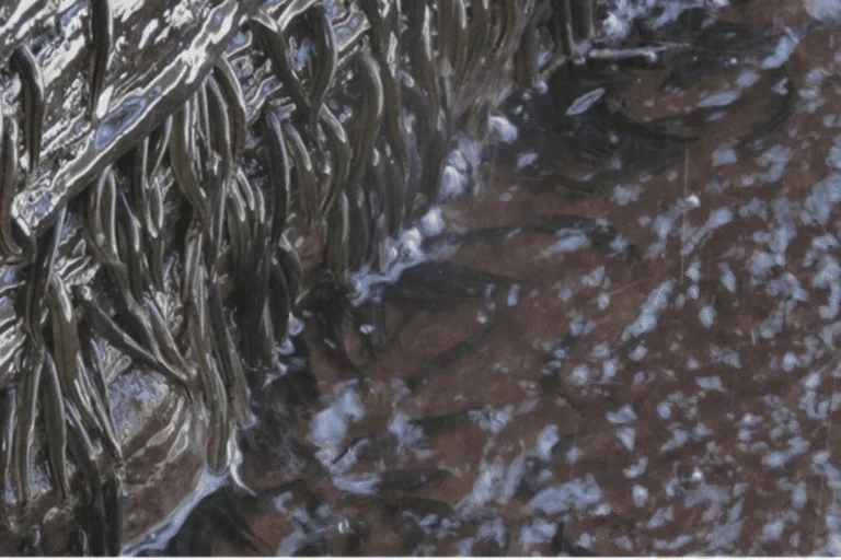 African Spiderman Fish Discovery Parakneria Thysi Climbing 15-Meter Waterfalls in the Congo Basin