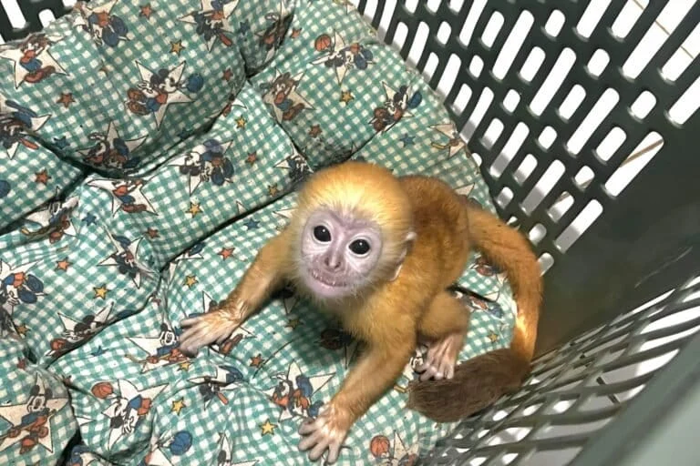 Digital Black Markets Investigating the Coded Networks of Illegal Wildlife Trafficking on Indonesian Social Media and E-Commerce Platforms