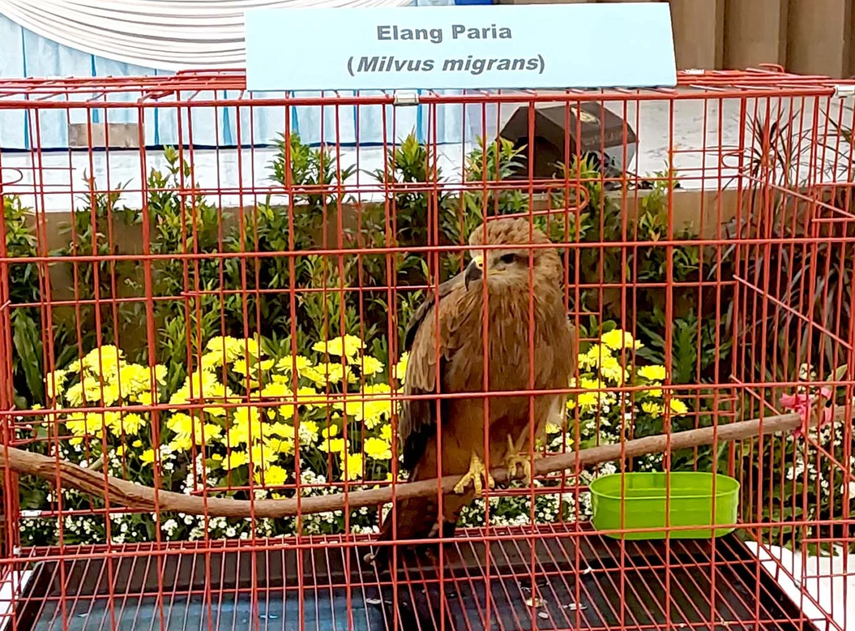 East Java Police Uncover International Wildlife Smuggling Ring Targeting Endangered Komodo Dragons and Rare Species