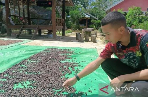 East Kalimantan Plantation Agency Initiates Comprehensive Training for Farmers in Four Regions to Enhance Post-Harvest Management and Market Access