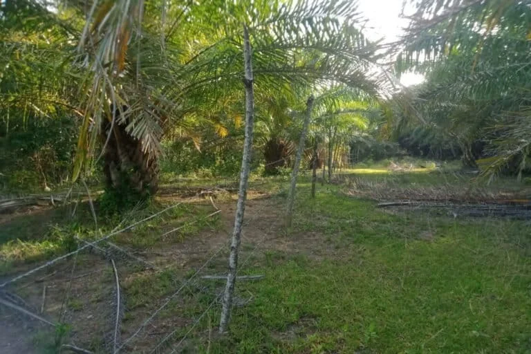 Enrekang Farmers Face Prosecution as Land Dispute with PTPN XIV Maroangin Escalates into Legal Battle