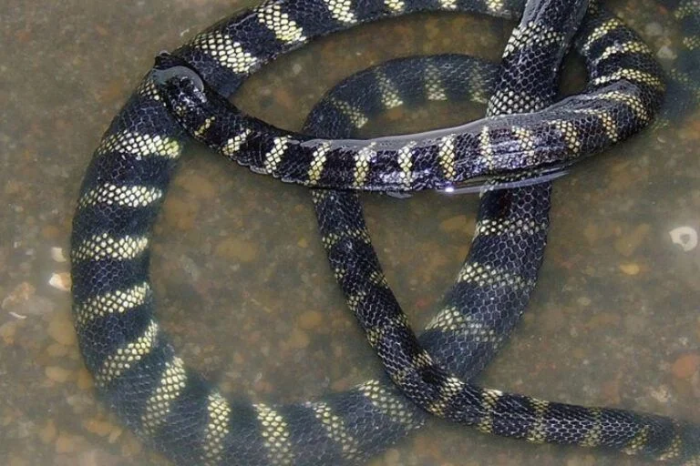 Evolution in Isolation The Biological Marvel of the Freshwater Sea Snake in Lake Taal