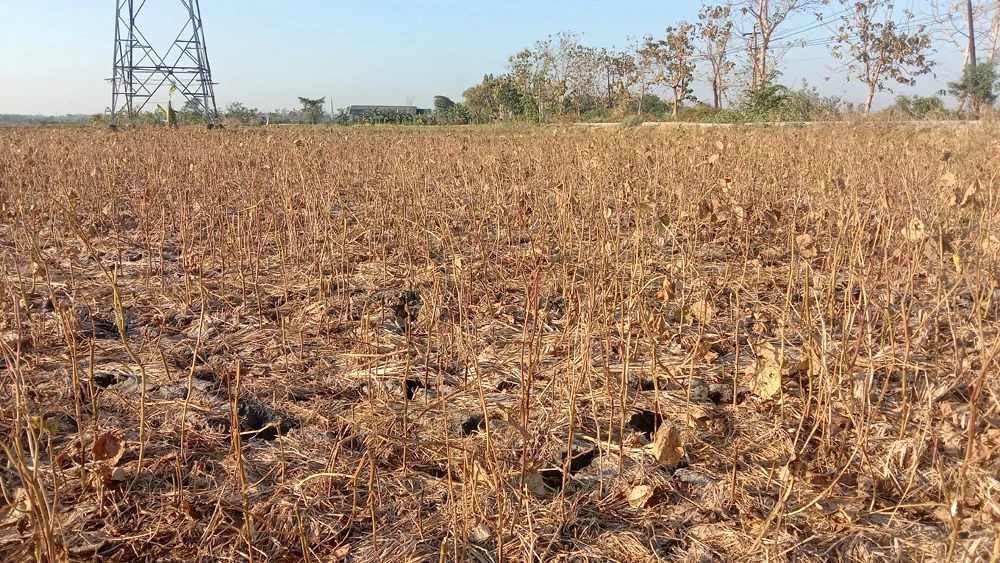 Indonesia Faces Extreme Climate Threats as El Niño Godzilla and Positive Indian Ocean Dipole Converge to Disrupt Agriculture and Urban Health
