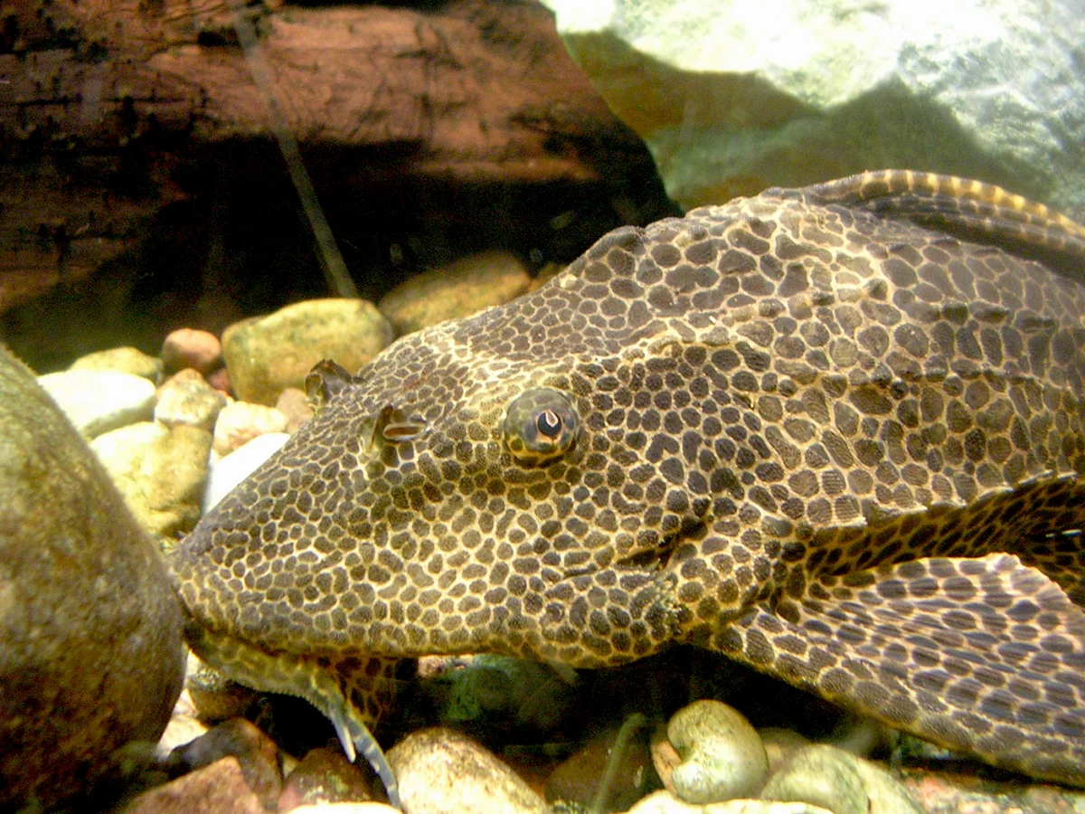 Jakarta River Ecological Crisis and the Paradox of the Massive Suckermouth Catfish Eradication Campaign