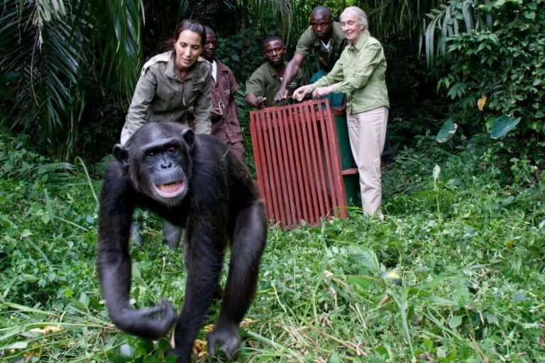 Jane Goodall Day A Global Call to Action and the Evolution of Community-Led Conservation