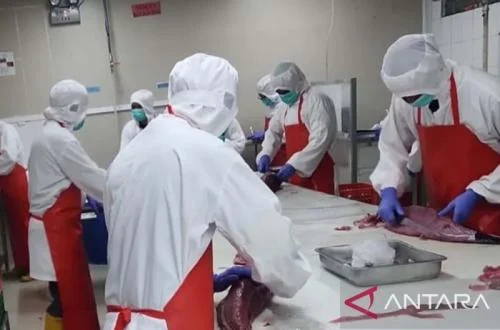 Maluku Quarantine Strengthens Oversight of Tuna Loin Exports to Ensure Global Market Acceptance and Enhance Competitiveness