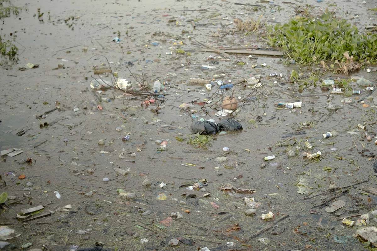 Mikroplastik, Ancaman Baru Kucing Bakau di Lahan Basah