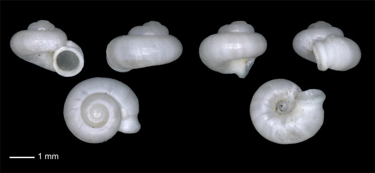 New Land Snail Discovery in South Sumatra Karst Highlights Vital Link Between Ancient Biodiversity and Ecosystem Health