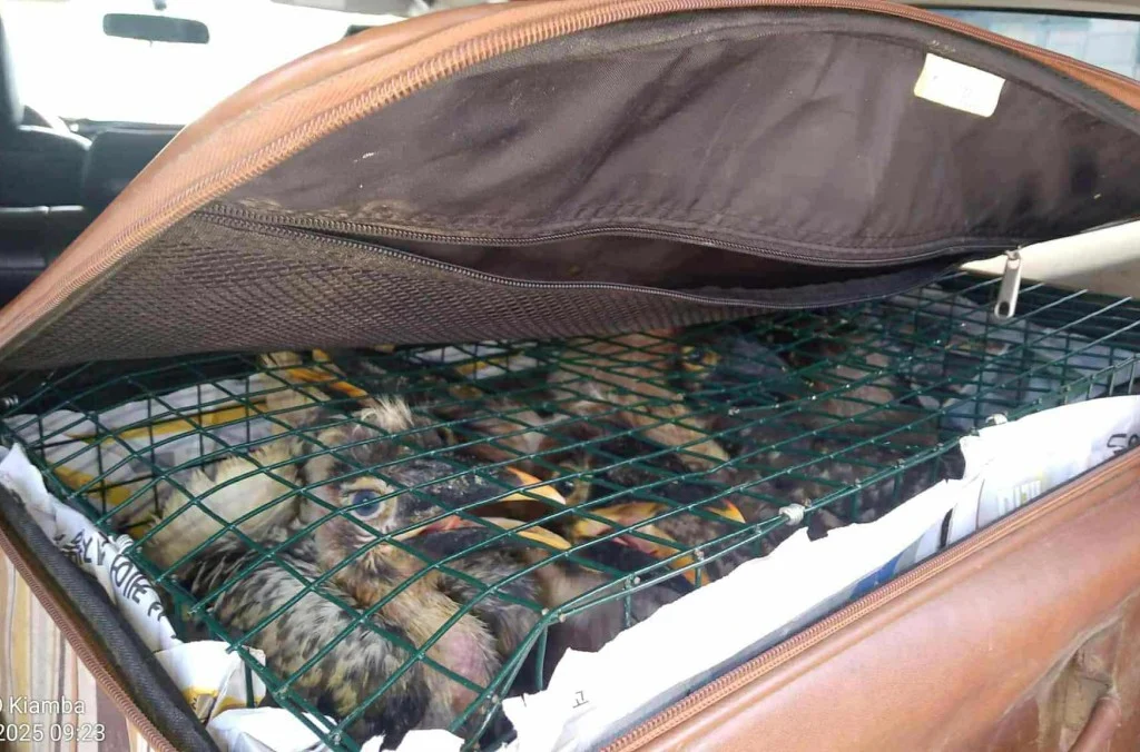 Operation Thunder 2025 Hits Record Seizures as Global Task Force Targets Multibillion Dollar Wildlife and Timber Trafficking Networks