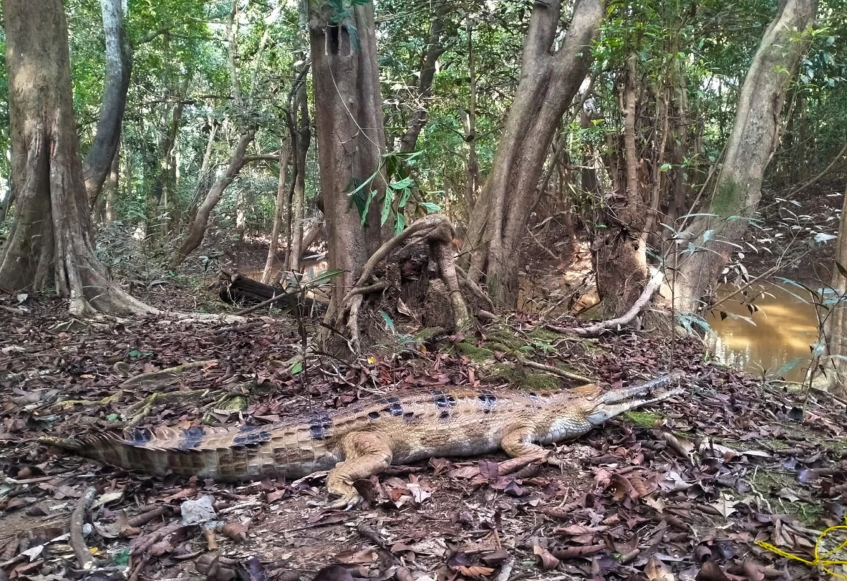Rising Human-Crocodile Conflict in Indonesia: A National Crisis of Habitat Loss and Ecological Imbalance