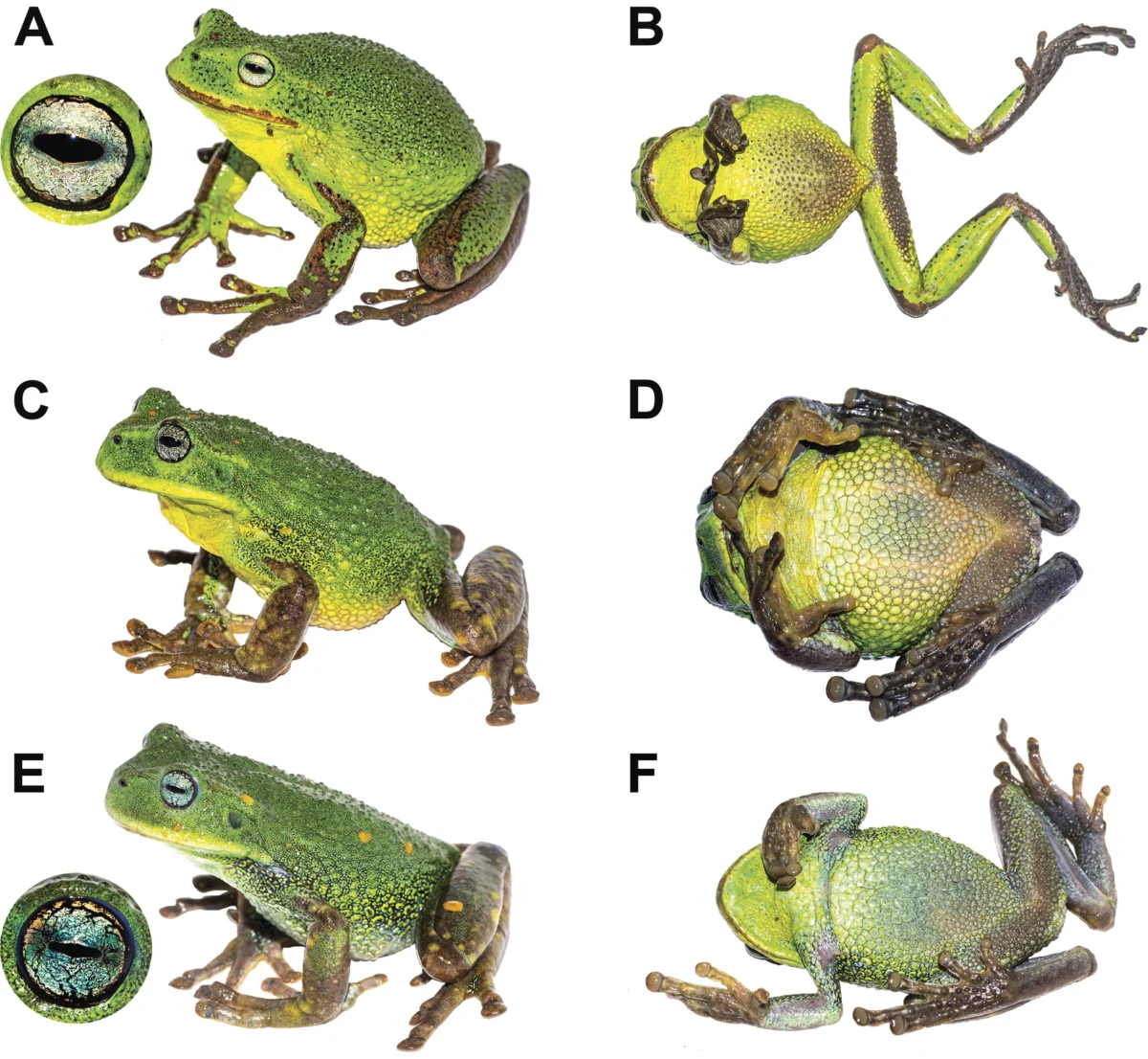 Scientists Identify New Marsupial Frog Species Gastrotheca Mittaliiti in the Remote Rainforests of Northern Peru