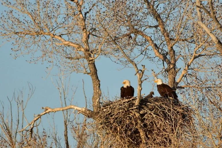 The Architectural Marvel of the Bald Eagle Engineering the Largest Bird Nests on Earth