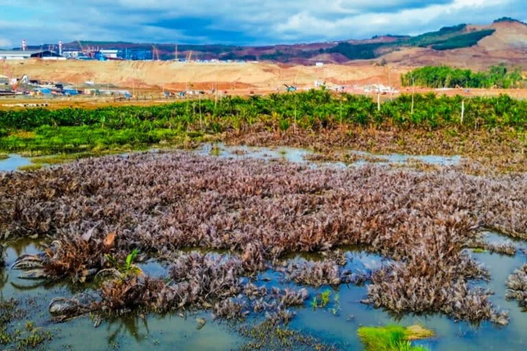 The Death of Sago and the Erosion of Food Sovereignty on Obi Island Amid the Nickel Mining Boom