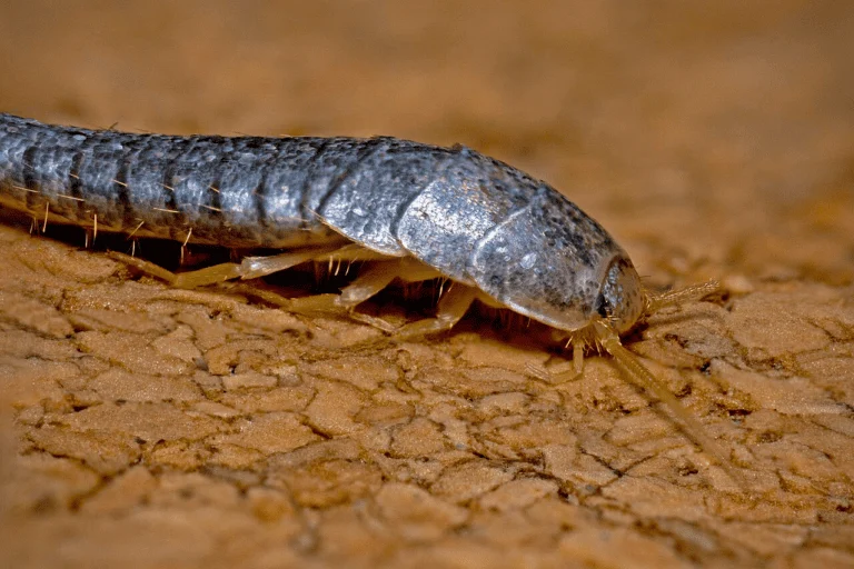 The Evolutionary Persistence of Silverfish and the Biological Mechanisms Behind Their 400 Million Year Survival