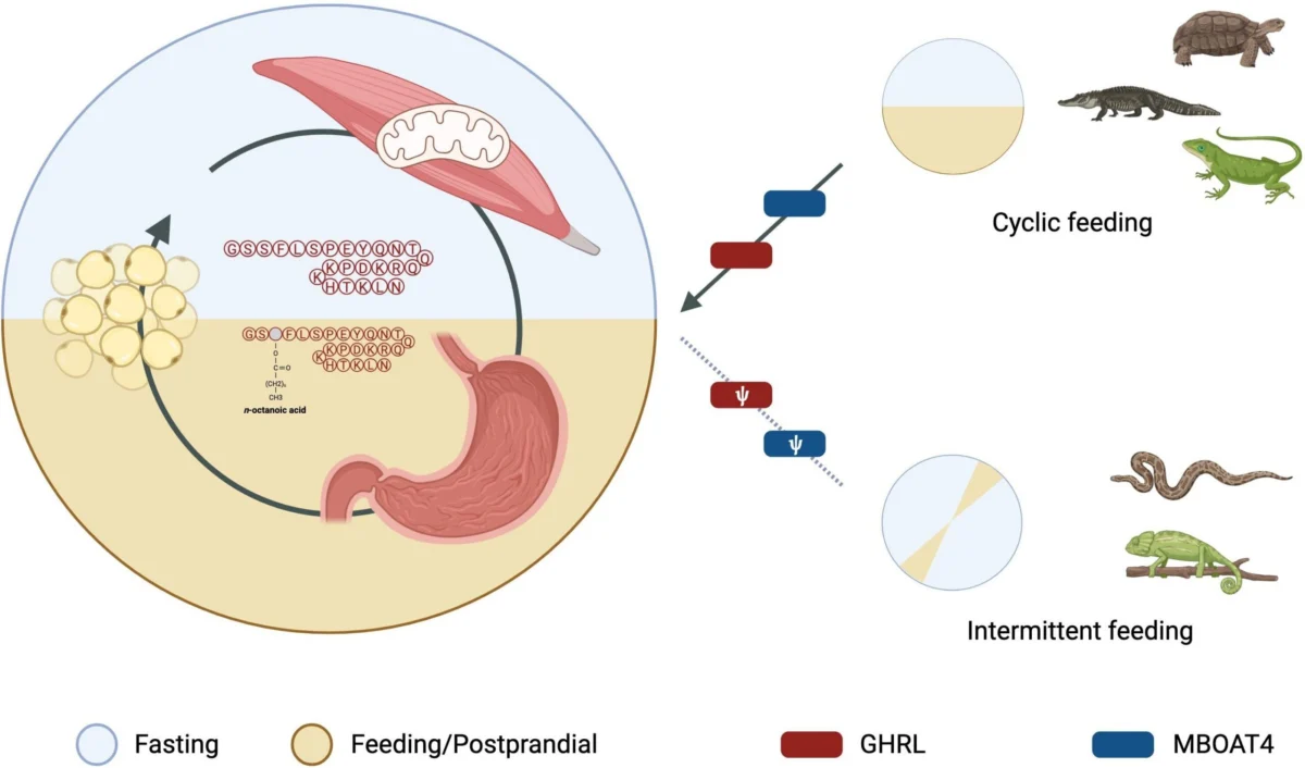 The Genetic Evolution of Hunger Suppression How Snakes Survive Months Without Food through the Loss of the Ghrelin Hormone