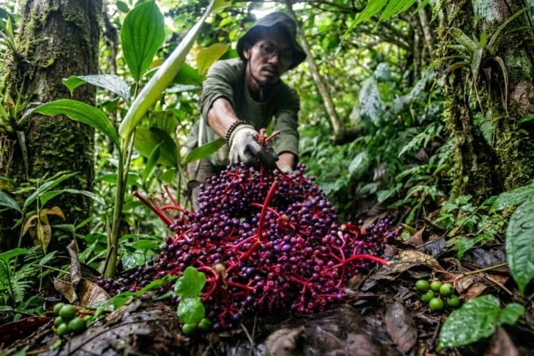 The Guardians of Mount Muria: How Parijoto Cultivation is Revitalizing Local Economies and Preserving Java’s Vital Ecosystems