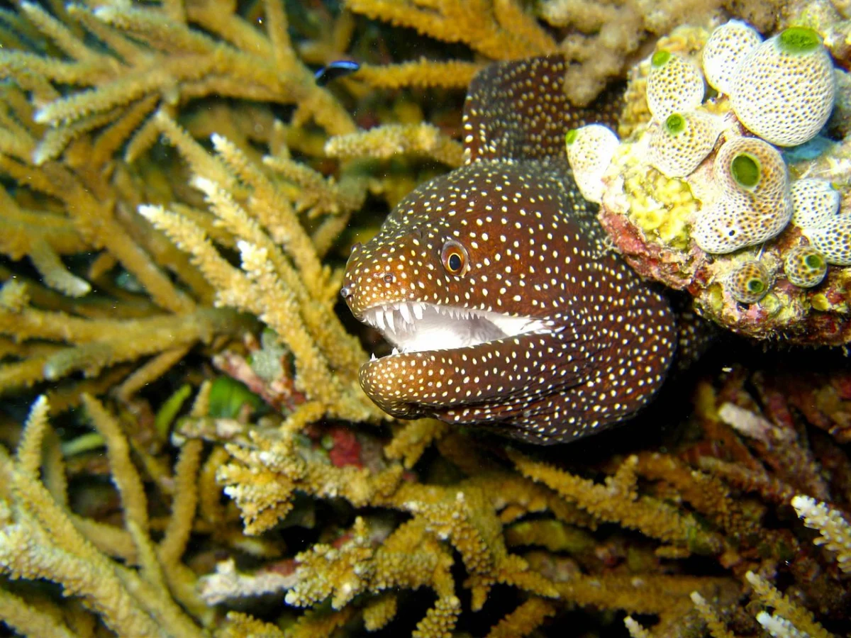 The Moray Eel: Indonesia’s Apex Reef Predator Faces Rising Threats from Habitat Loss and Illegal Trade