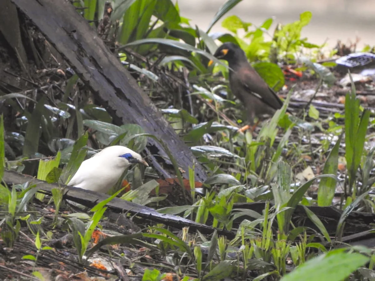 The Silent Invasion of the Common Myna: How Invasive Species are Redefining Jakarta’s Urban Ecosystem