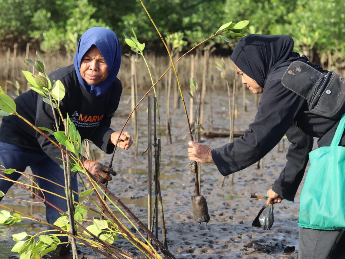 The Vanishing Shadows of the Mangrove: The Struggle to Sustain East Lombok’s Crab Fishery Amidst Industrial Expansion and Habitat Loss