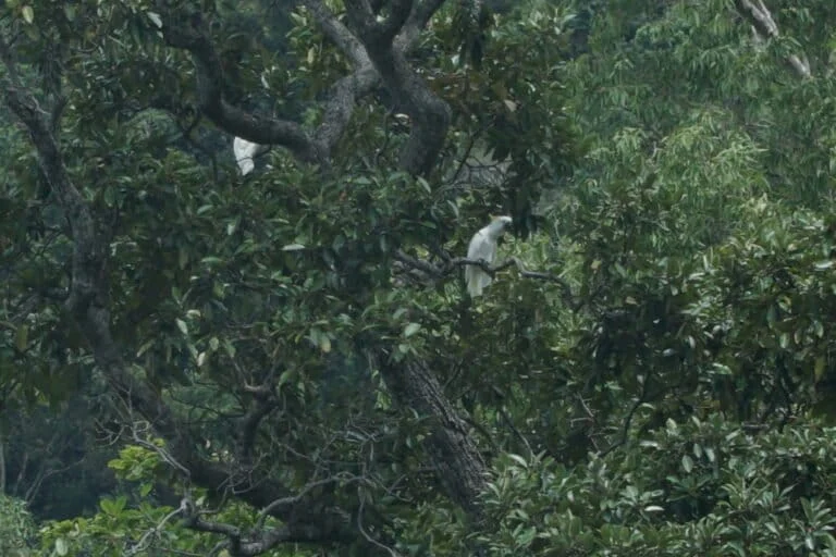 The Vanishing Wings of Papua Identifying Vital Bird and Biodiversity Areas Amidst Rapid Infrastructure Expansion