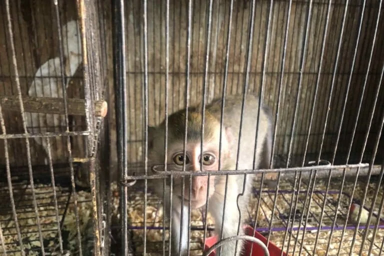 Tragedy in Pamekasan Fatal Monkey Attack on Toddler Sparks Urgent Calls for Stricter Primate Ownership Regulations in Indonesia