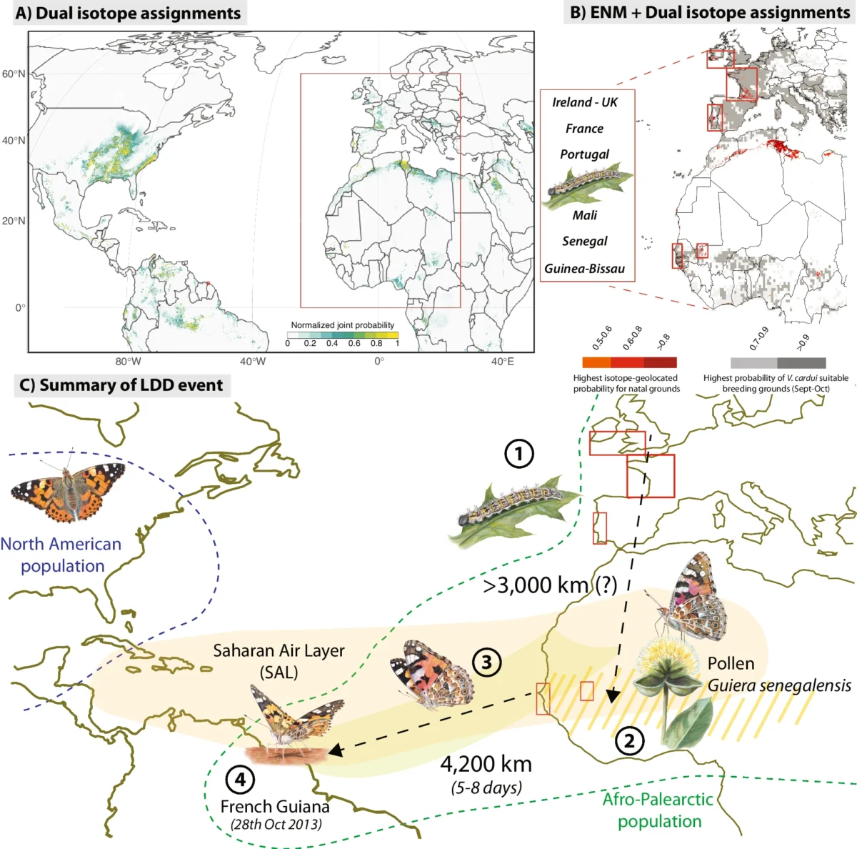 Transatlantic Flight of the Painted Lady: A 4,200-Kilometer Journey That Redefines Insect Migration