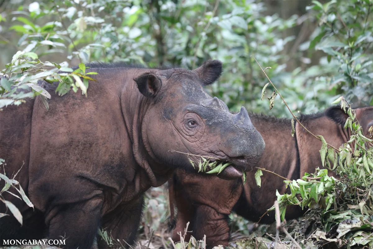 Addressing the Genetic Crisis: Mitigating Inbreeding Depression and Habitat Fragmentation in Indonesia’s Key Wildlife Populations