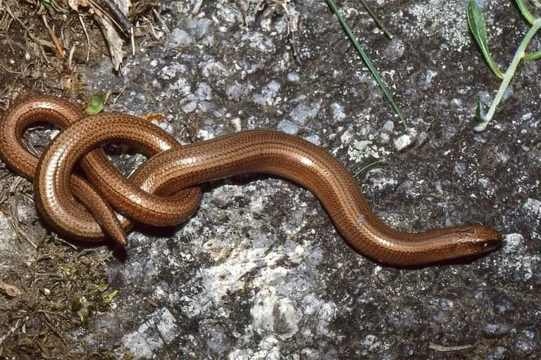 Beyond Appearances The Evolutionary Secrets and Ecological Significance of the Slow Worm