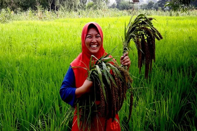 Beyond Rice The Cultural Resilience and Nutritional Potential of Indonesias Indigenous Food Systems