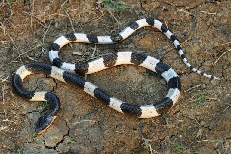 Climate Change and Shifting Habitats The Growing Global Crisis of Venomous Snake Migration and Human Conflict