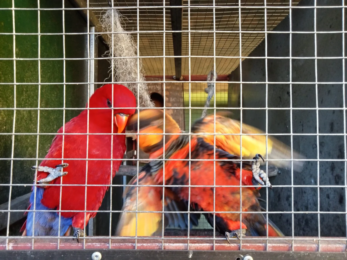 Conservation Efforts Intensify in Maluku as Illegal Trade Threatens Endemic Parrot Species During World Parrot Day 2026