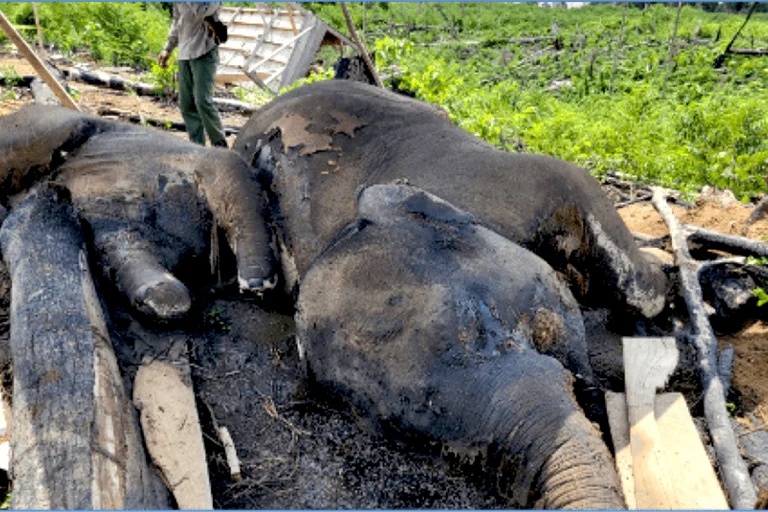 Death of Sumatran Elephants and Tigers in Seblat Landscape Sparks Calls for Stricter Habitat Protection and Status Upgrade