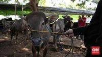 Doa dan Tata Cara Menyembelih Hewan Kurban Sesuai Syariat Islam
