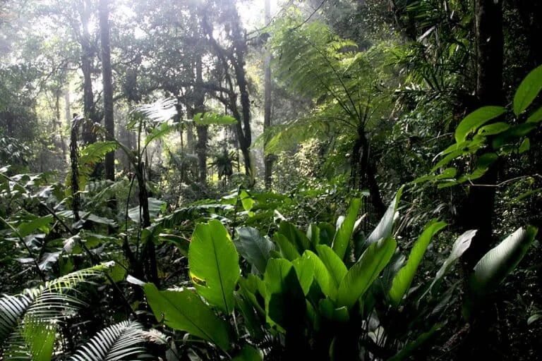 Eco-Print Empowerment in Citalahab Forging a Sustainable Path for Javan Gibbon Conservation and Forest Preservation
